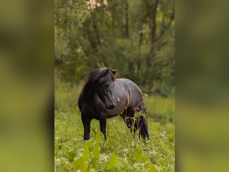 Hutsul Semental 3 años 143 cm Tobiano-todas las-capas in Tyrawa Wo&#x142;oska
