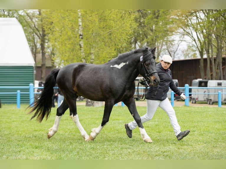 Hutsul Semental 3 años 143 cm Tobiano-todas las-capas in Tyrawa Wo&#x142;oska