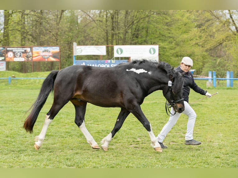 Hutsul Semental 3 años 143 cm Tobiano-todas las-capas in Tyrawa Wo&#x142;oska