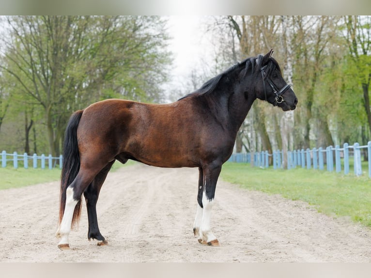 Hutsul Semental 3 años 145 cm Tobiano-todas las-capas in Jodłówka