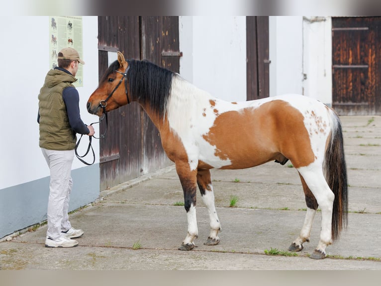 Hutsul Semental 4 años 141 cm Pío in Młodzianów