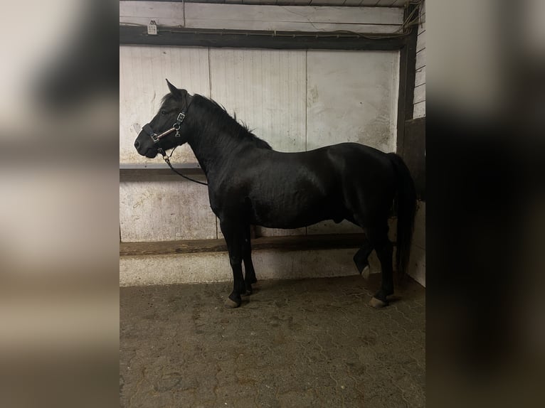 Hutsul Semental 5 años 145 cm Negro in Kreuztal