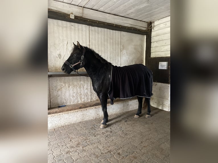 Hutsul Semental 6 años 145 cm Negro in Kreuztal