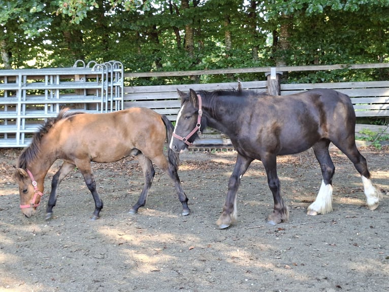 Hutsul Semental Potro (03/2026) 135 cm Bayo in Argenbühl
