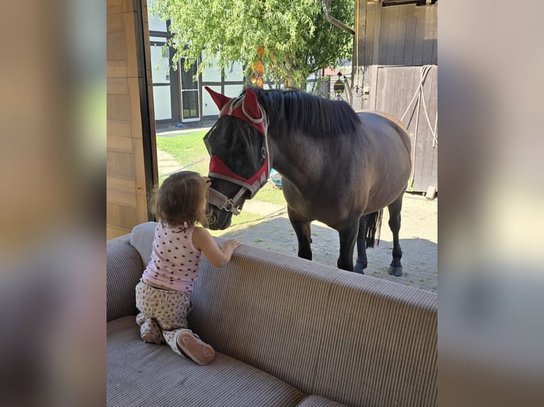 Hutsul Yegua 10 años 140 cm Bayo in Golmbach