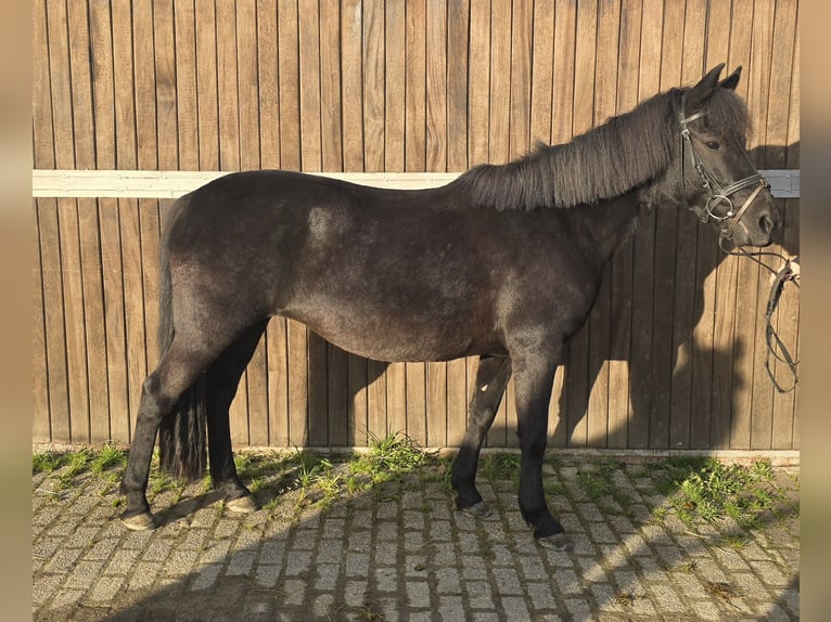 Hutsul Yegua 10 años 140 cm Negro in Mülheim an der Ruhr