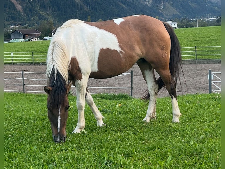 Hutsul Yegua 10 años 141 cm Pío in Schwendau