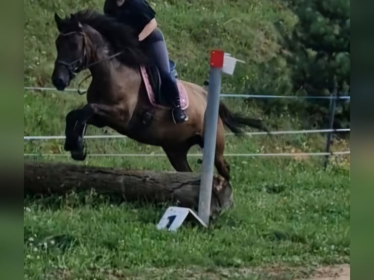 Hutsul Yegua 13 años 152 cm Bayo in Gradenberg