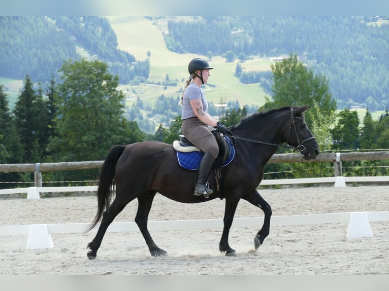 Hutsul Yegua 14 años 148 cm Negro in Ramsau am Dachstein