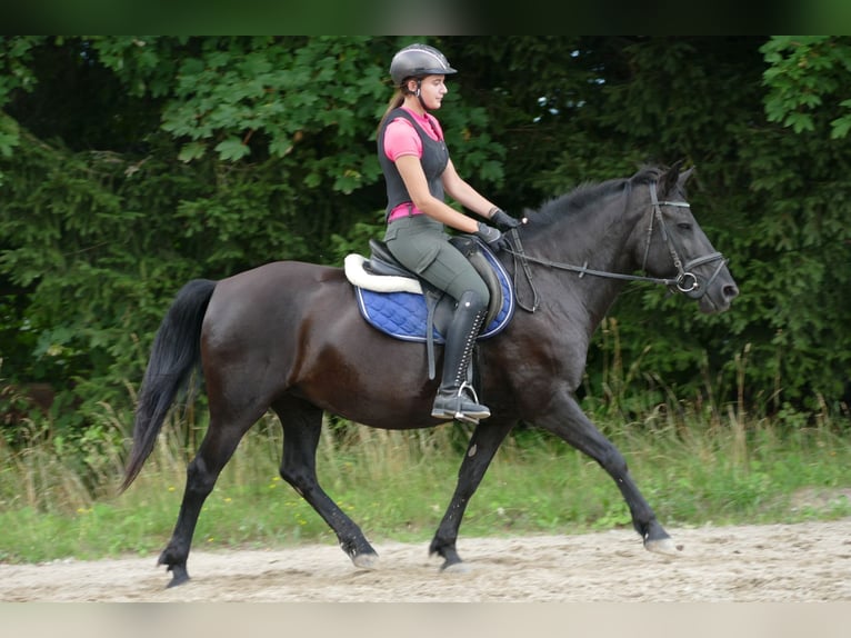 Hutsul Yegua 14 años 148 cm Negro in Ramsau am Dachstein