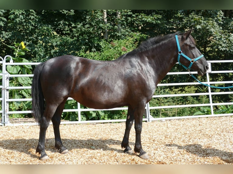 Hutsul Yegua 14 años 148 cm Negro in Ramsau am Dachstein