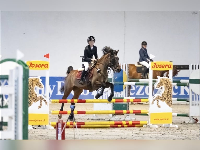 Hutsul Mestizo Yegua 15 años 146 cm Castaño in Poświętne