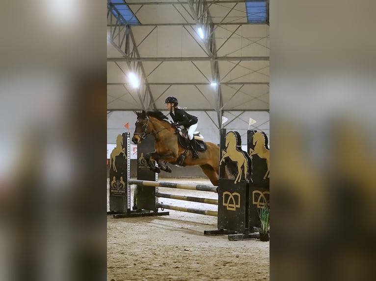 Hutsul Mestizo Yegua 15 años 146 cm Castaño in Poświętne