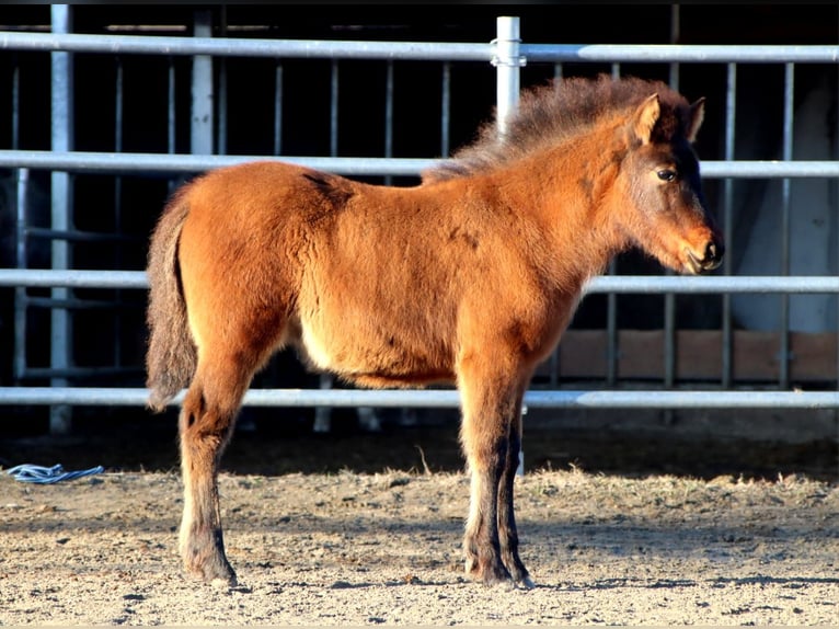 Hutsul Mestizo Yegua 1 año 140 cm Castaño in Kirchbichl