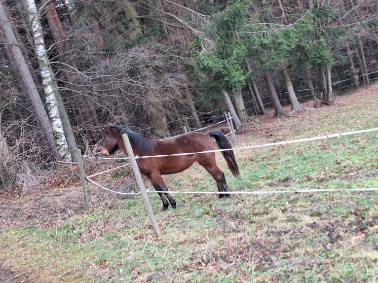 Hutsul Mestizo Yegua 2 años 134 cm Castaño in Lichtenegg