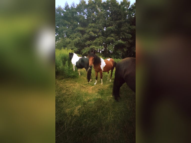 Hutsul Yegua 2 años 134 cm Tobiano-todas las-capas in Skrzyszów