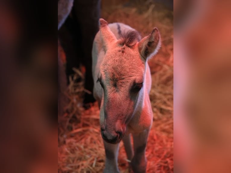 Hutsul Yegua 2 años 138 cm Bayo in Eggerm&#xFC;hlen