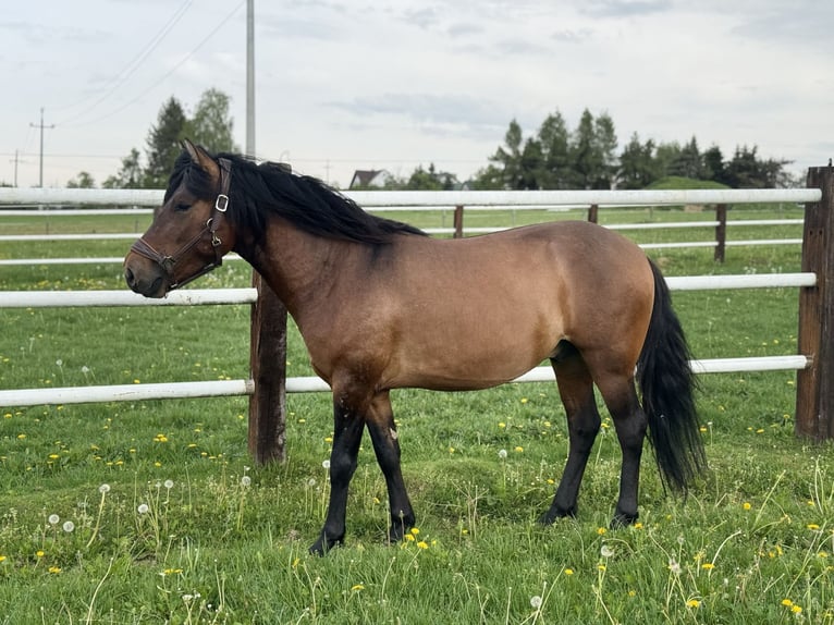 Hutsul Yegua 3 años 140 cm Castaño in Porąbka Iwkowska