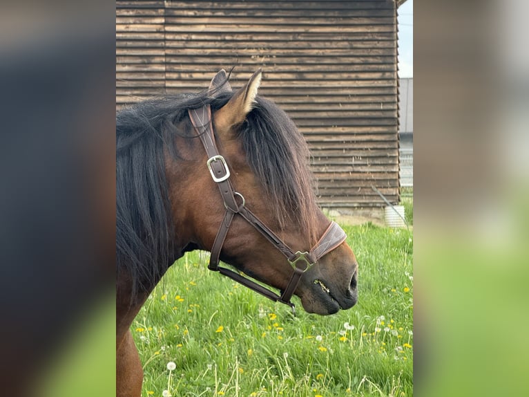 Hutsul Yegua 3 años 140 cm Castaño in Porąbka Iwkowska
