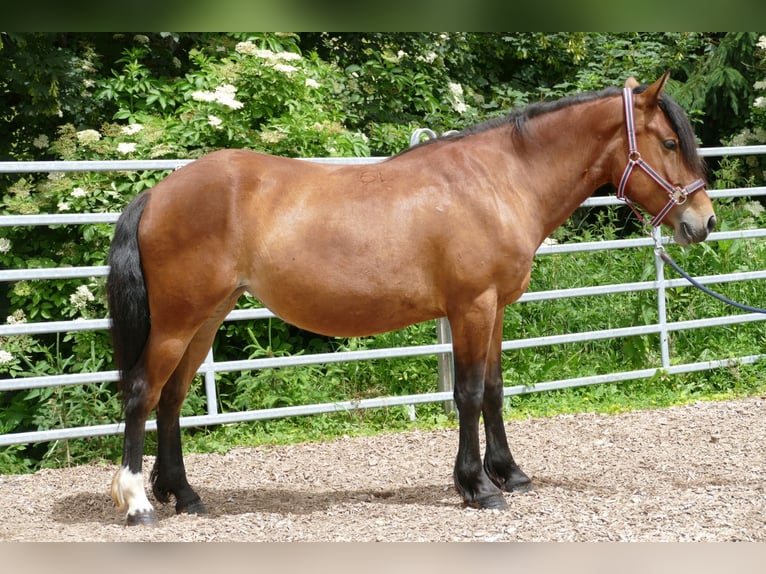 Hutsul Yegua 4 años 144 cm Bayo in Ramsau