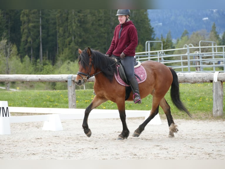 Hutsul Yegua 4 años 144 cm Bayo in Ramsau