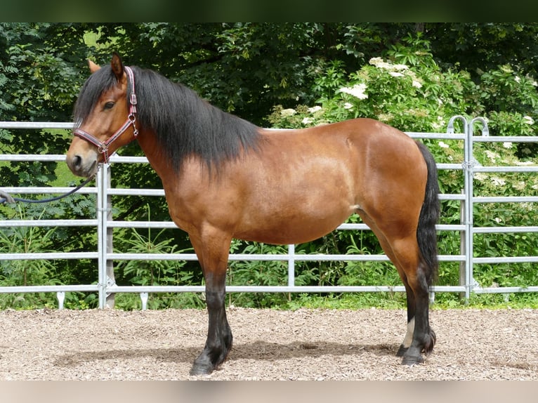 Hutsul Yegua 4 años 144 cm Bayo in Ramsau