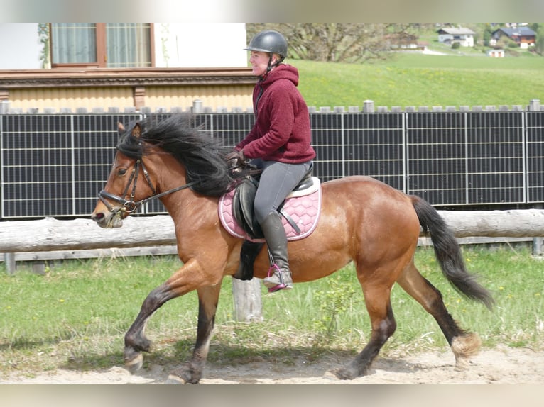 Hutsul Yegua 4 años 144 cm Bayo in Ramsau