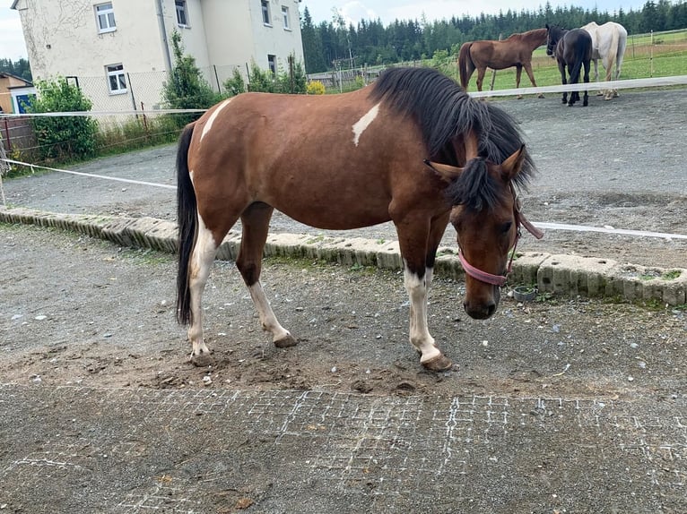 Hutsul Yegua 5 años 140 cm Pío in Rehau