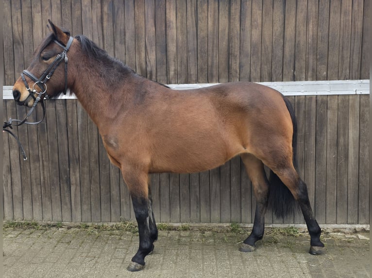 Hutsul Yegua 5 años 143 cm Castaño in Mülheim an der Ruhr