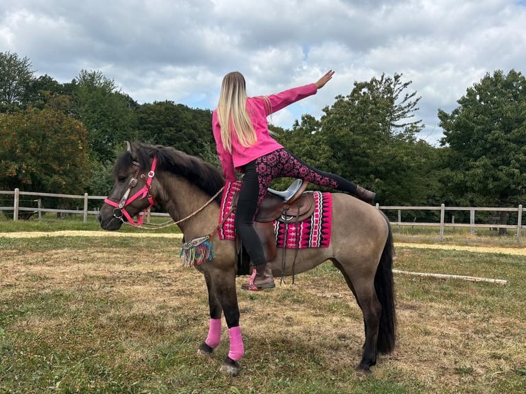 Hutsul Mestizo Yegua 5 años 150 cm Grullo in Linkenbach