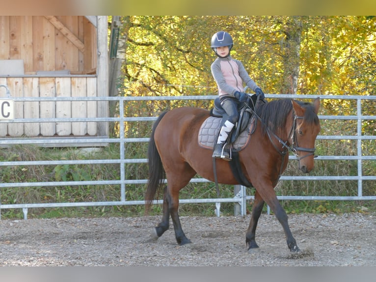 Hutsul Yegua 6 años 148 cm Bayo in Ramsau
