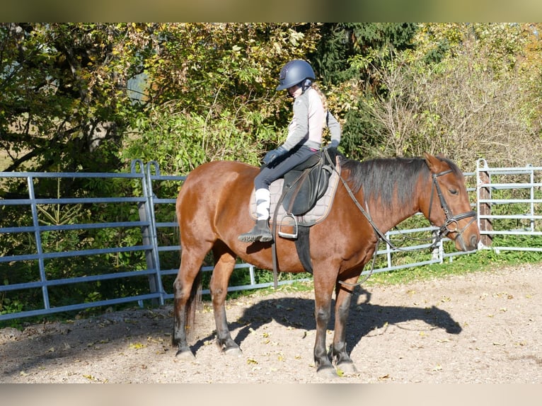 Hutsul Yegua 6 años 148 cm Bayo in Ramsau