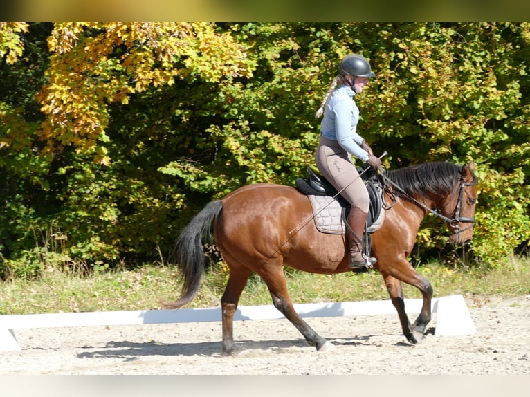 Hutsul Yegua 6 años 148 cm Bayo in Ramsau