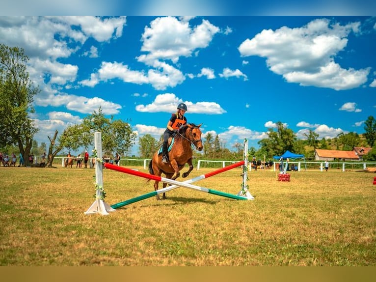 Hutsul Yegua 6 años 148 cm Bayo in Ramsau