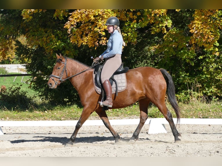 Hutsul Yegua 6 años 148 cm Bayo in Ramsau