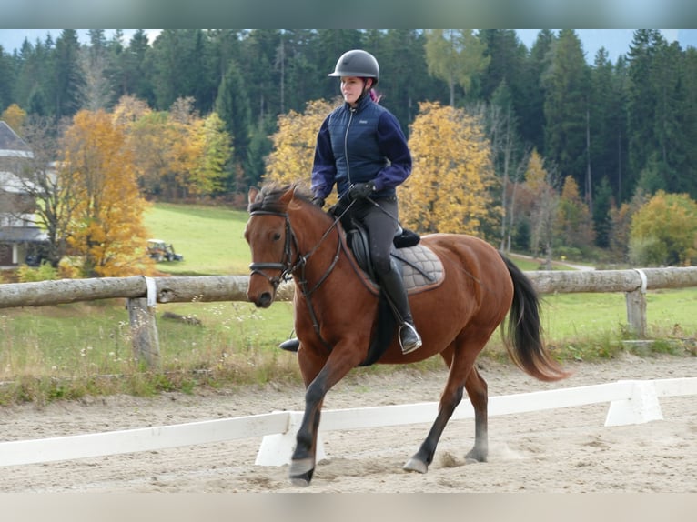 Hutsul Yegua 6 años 148 cm Bayo in Ramsau