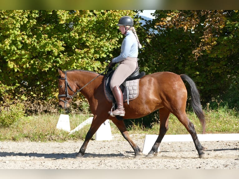 Hutsul Yegua 6 años 148 cm Bayo in Ramsau