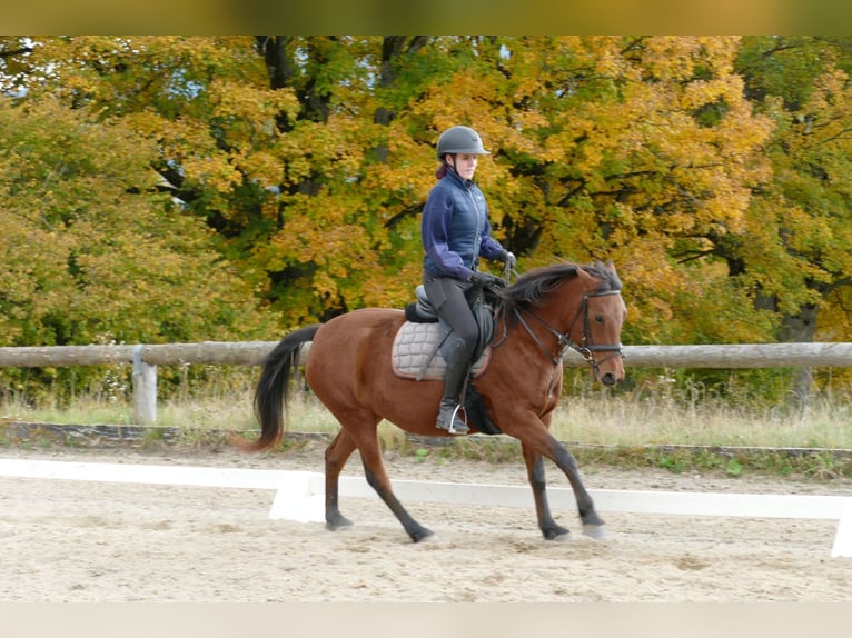 Hutsul Yegua 6 años 148 cm Bayo in Ramsau