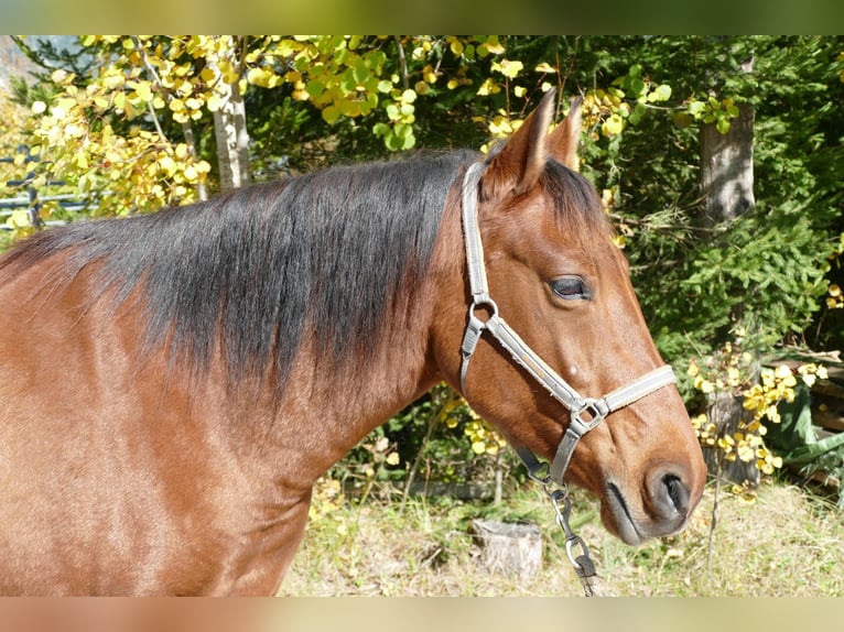 Hutsul Yegua 6 años 148 cm Bayo in Ramsau