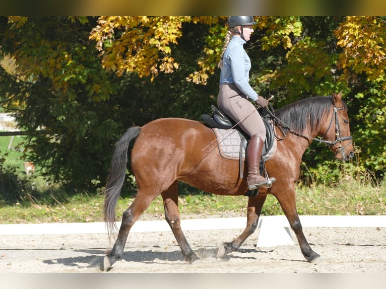 Hutsul Yegua 6 años 148 cm Bayo in Ramsau