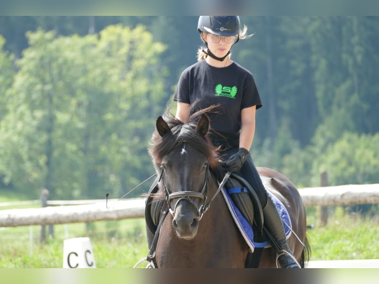 Hutsul Yegua 7 años 138 cm Negro in Ramsau