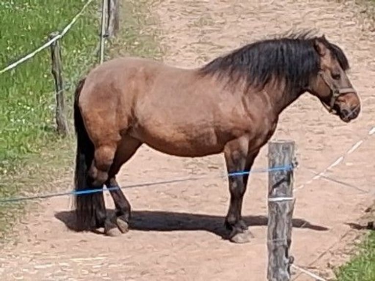 Hutsul Yegua 8 años 138 cm Castaño oscuro in Dippoldiswalde
