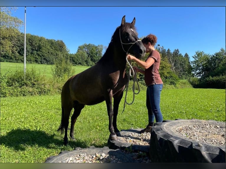 Hutsul Yegua 8 años 145 cm Castaño oscuro in Warthausen