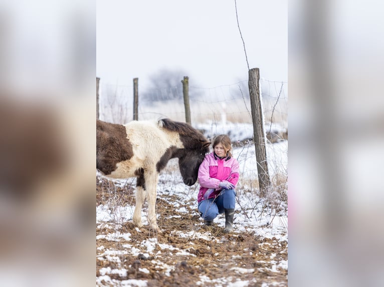 Huzule Hengst 1 Jaar 142 cm Tobiano-alle-kleuren in Pruchnik