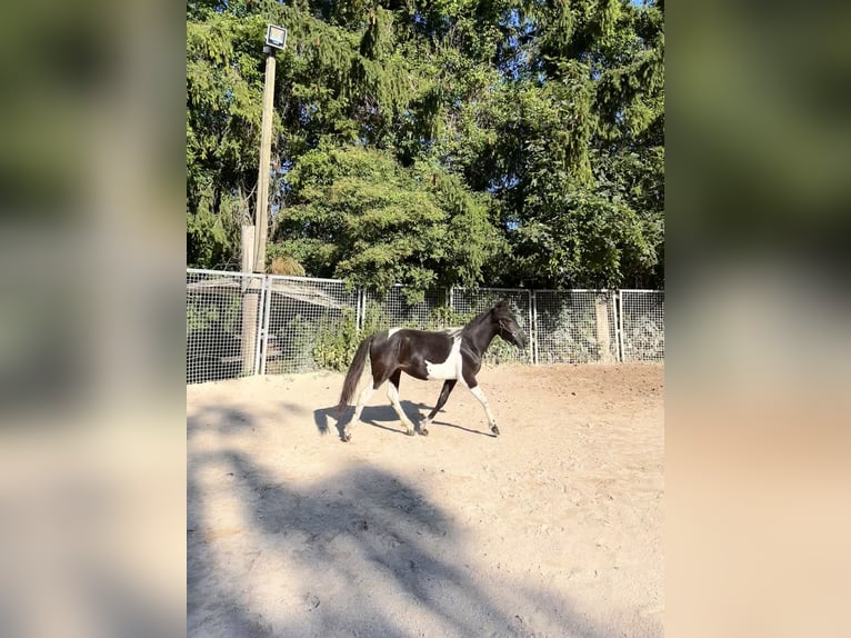 Huzule Hengst 1 Jahr 140 cm Tobiano-alle-Farben in G&#xF6;ppingen