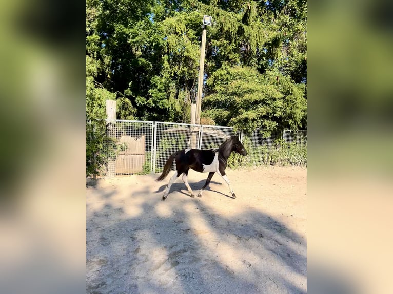 Huzule Hengst 1 Jahr 140 cm Tobiano-alle-Farben in G&#xF6;ppingen