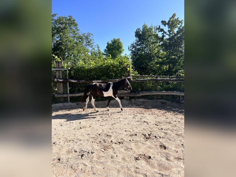 Huzule Hengst 1 Jahr 140 cm Tobiano-alle-Farben in G&#xF6;ppingen