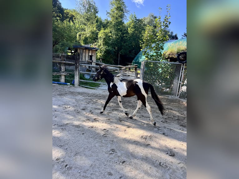 Huzule Hengst 1 Jahr 140 cm Tobiano-alle-Farben in G&#xF6;ppingen