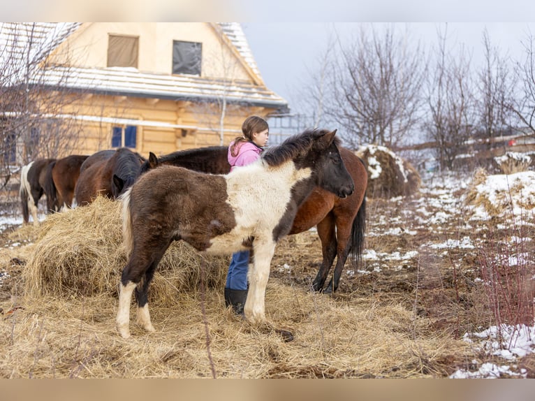 Huzule Hengst 1 Jahr 142 cm Tobiano-alle-Farben in Pruchnik