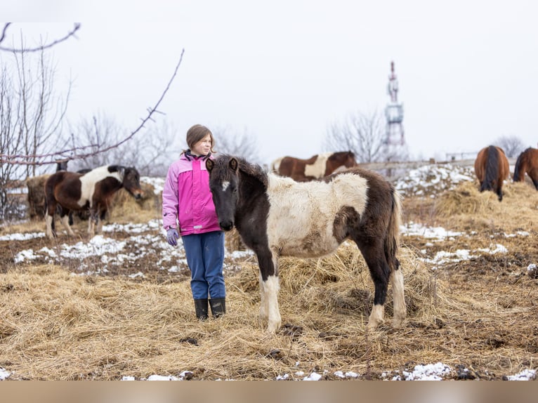 Huzule Hengst 1 Jahr 142 cm Tobiano-alle-Farben in Pruchnik